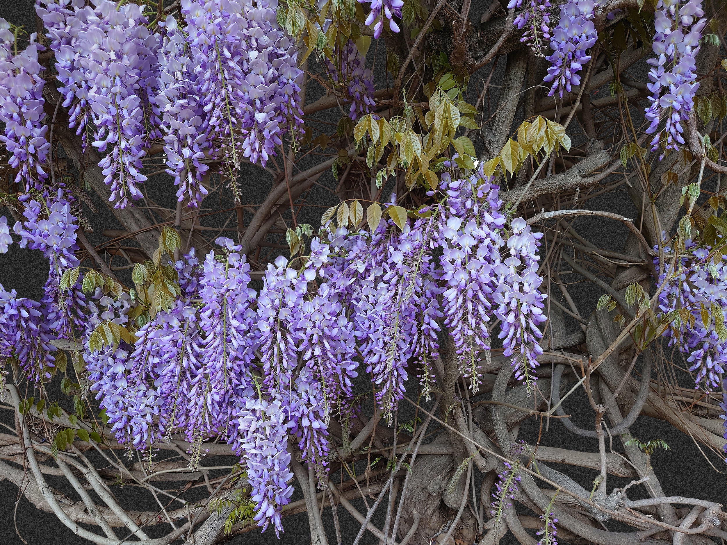A sign of Spring