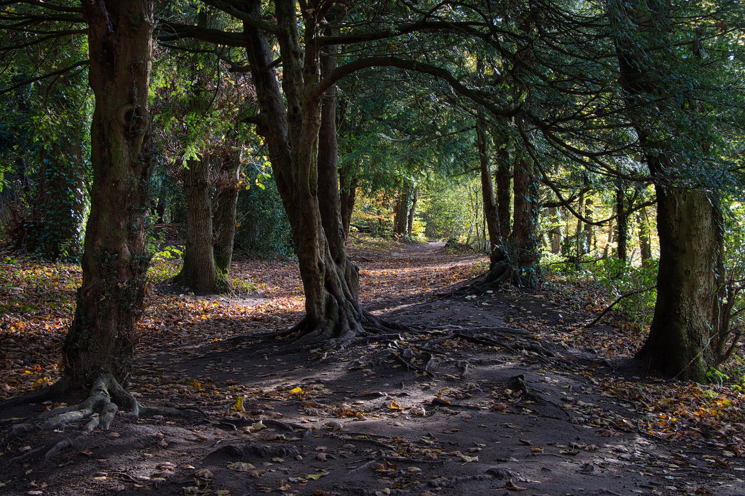Woodland Walk