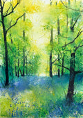 Woodland with Bluebells