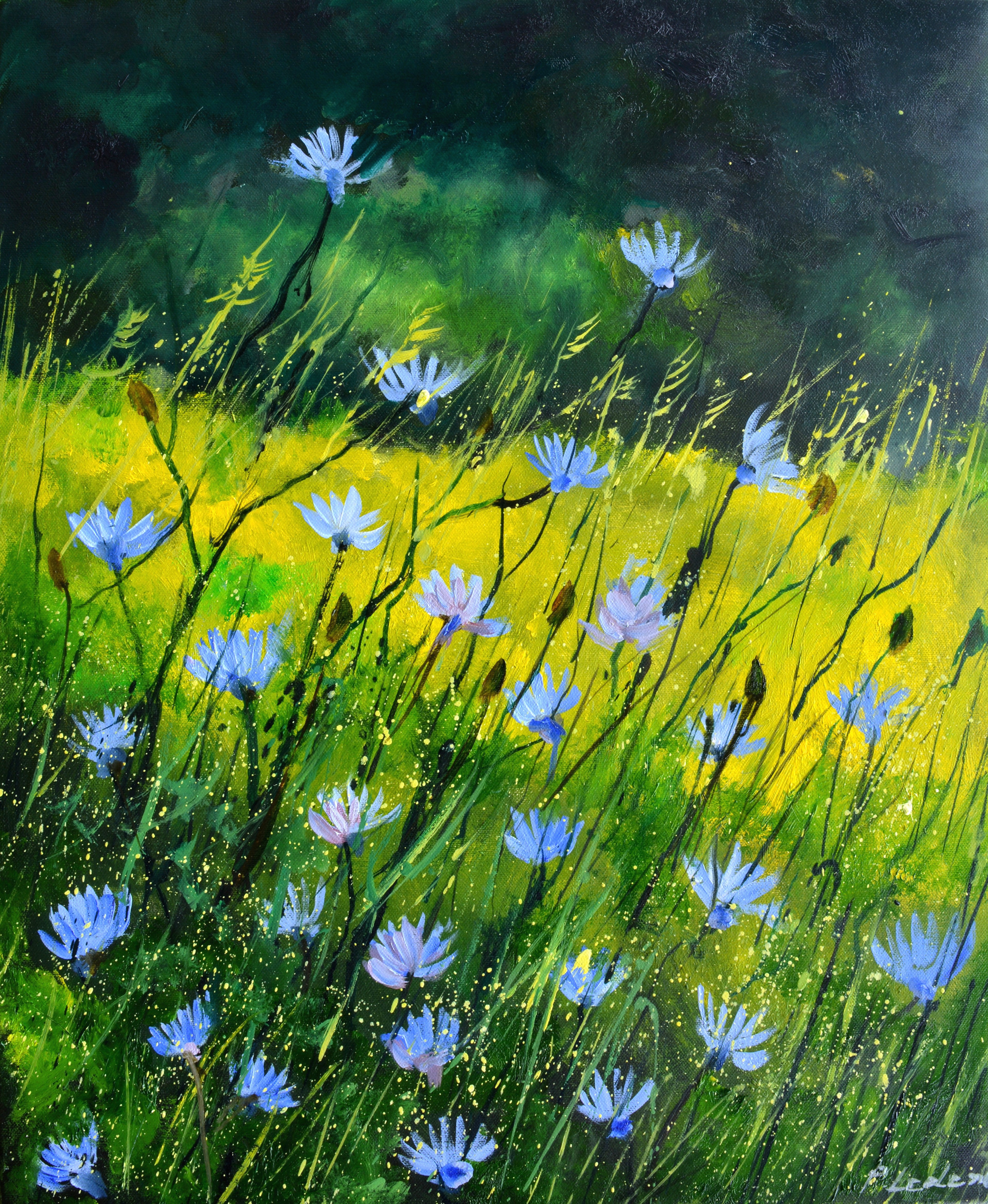 Wild chicory