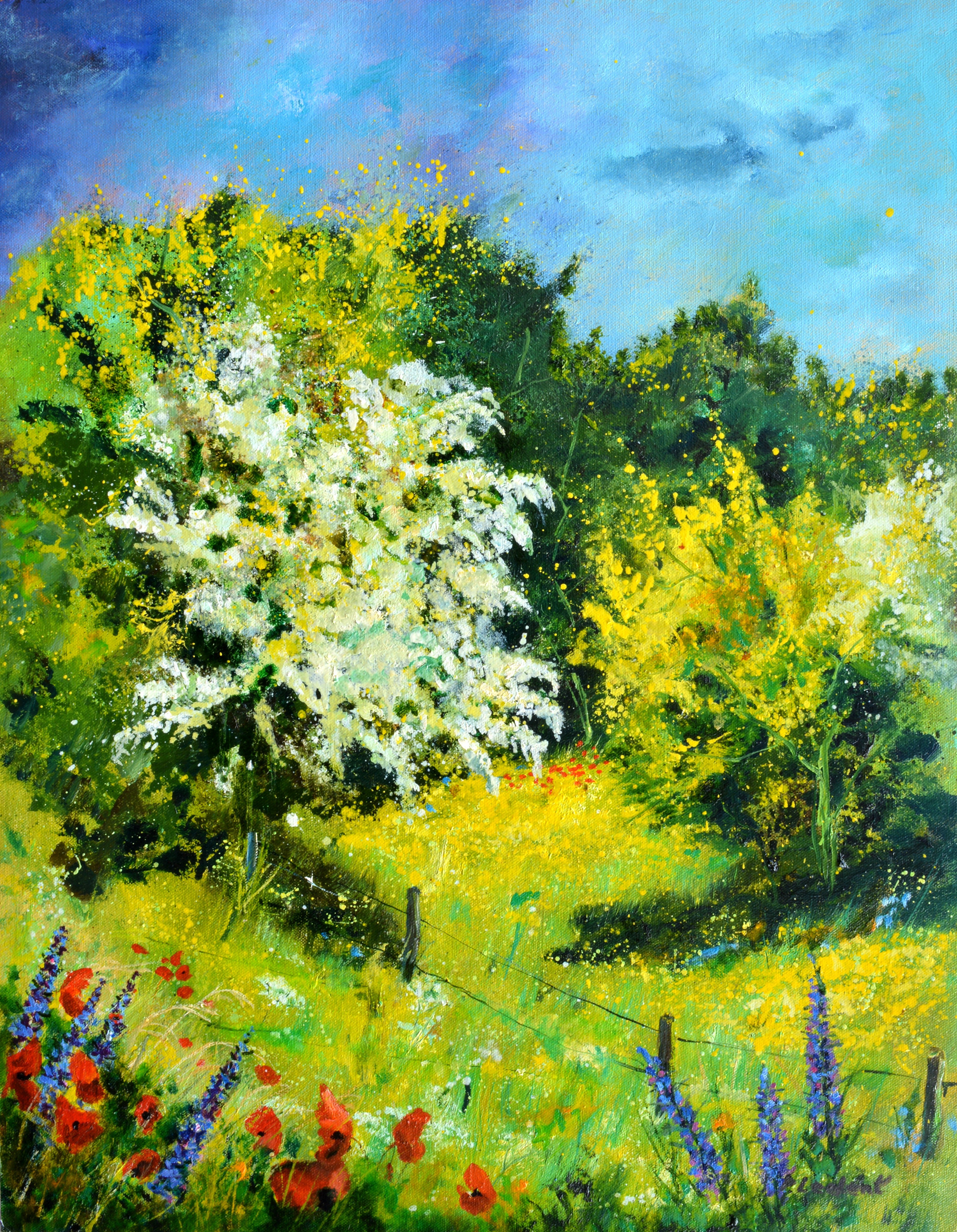 Blooming hawthorn